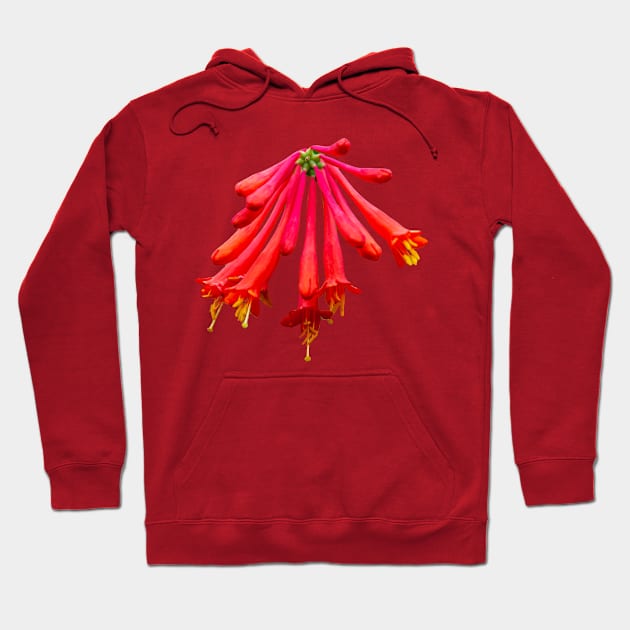 Red Honeysuckle flower Hoodie by dalyndigaital2@gmail.com